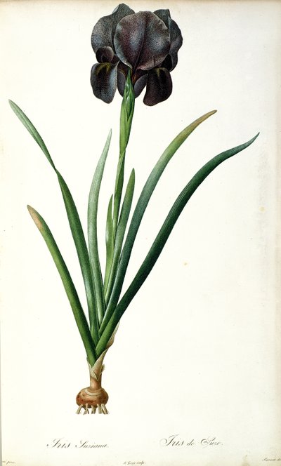 Iris Luxiana, from 